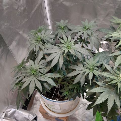  Critical XXL Fast growlog timeline photo
