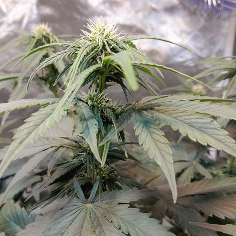 Auto Purple Punch growlog timeline photo