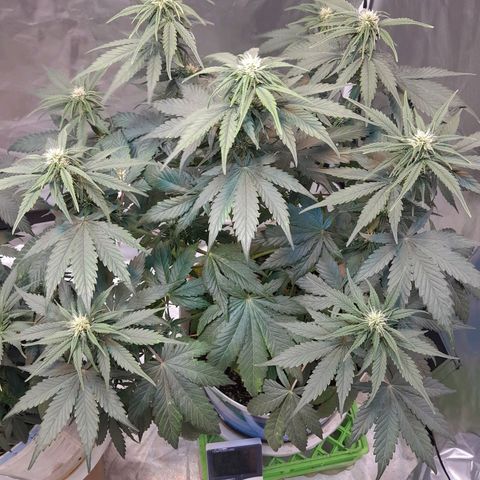 Auto Purple Punch growlog timeline photo