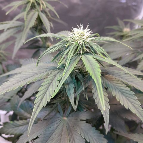 Auto Purple Punch growlog timeline photo