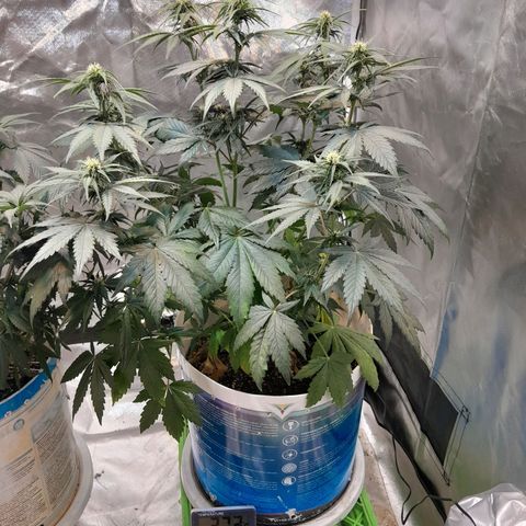 Auto Purple Punch growlog timeline photo