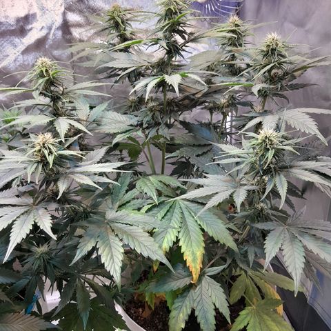 Auto Purple Punch growlog timeline photo