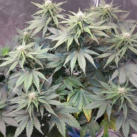 Auto Purple Punch growlog timeline photo