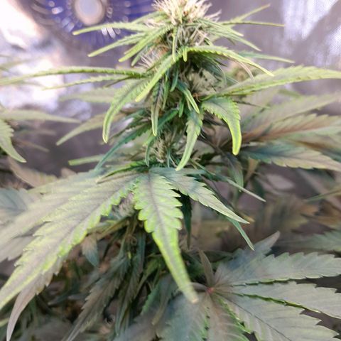 Auto Purple Punch growlog timeline photo