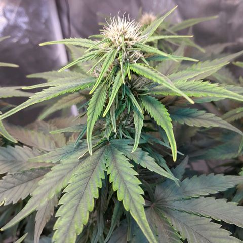 Auto Purple Punch growlog timeline photo