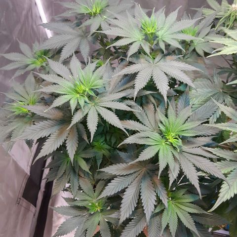  Critical XXL Fast growlog timeline photo