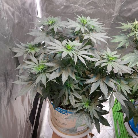  Critical XXL Fast growlog timeline photo