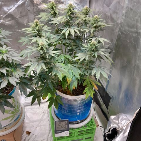 Auto Purple Punch growlog timeline photo
