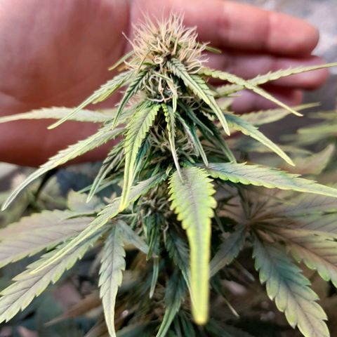 Auto Purple Punch growlog timeline photo