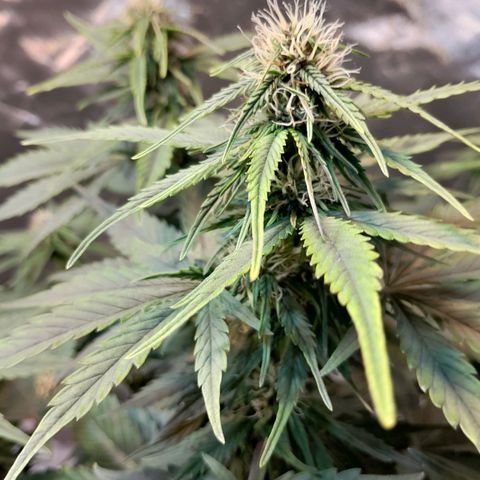 Auto Purple Punch growlog timeline photo