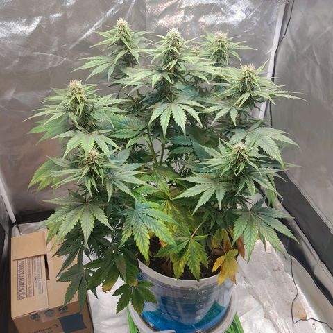 Auto Purple Punch growlog timeline photo