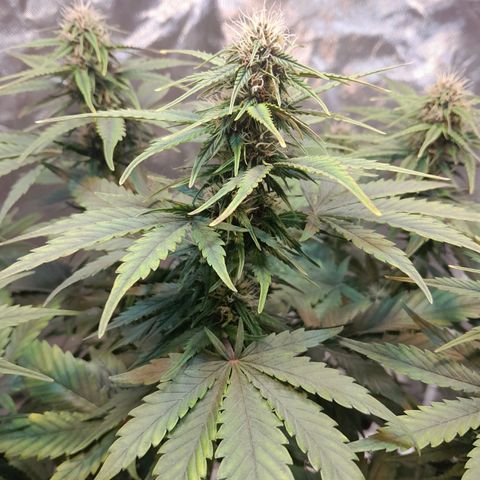 Auto Purple Punch growlog timeline photo