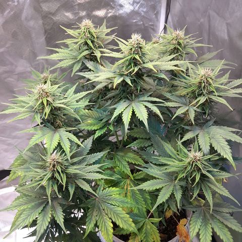 Auto Purple Punch growlog timeline photo