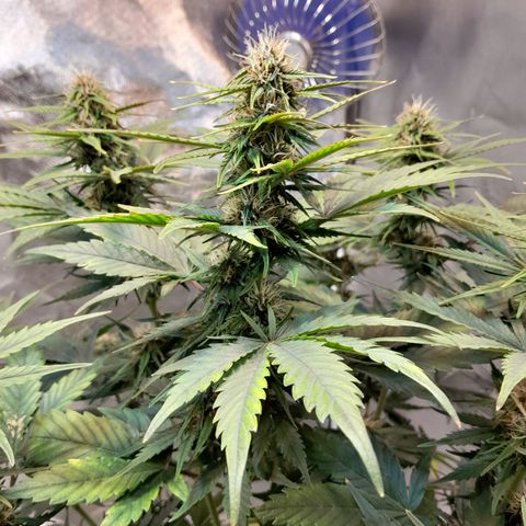 Auto Purple Punch growlog timeline photo