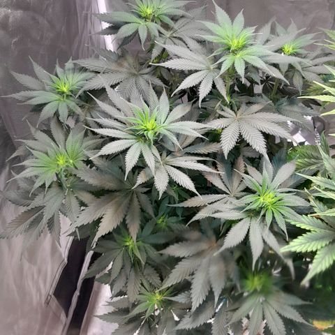 Critical XXL Fast growlog timeline photo