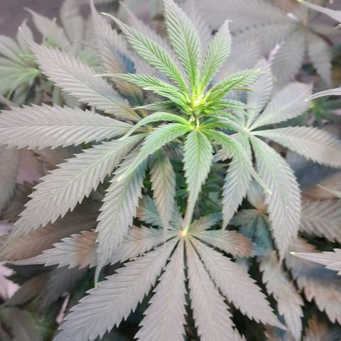  Critical XXL Fast growlog timeline photo