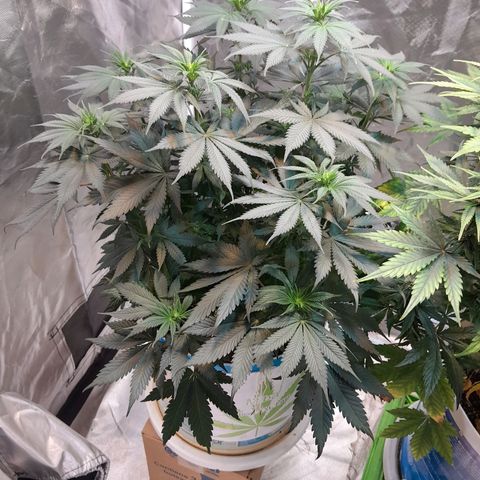  Critical XXL Fast growlog timeline photo