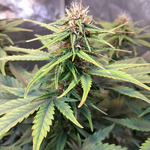 Auto Purple Punch growlog timeline photo
