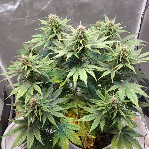 Auto Purple Punch growlog timeline photo