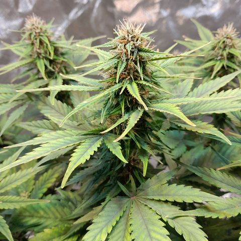 Auto Purple Punch growlog timeline photo
