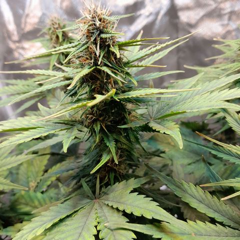 Auto Purple Punch growlog timeline photo