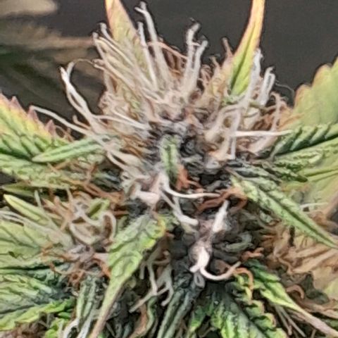 Auto Purple Punch growlog timeline photo