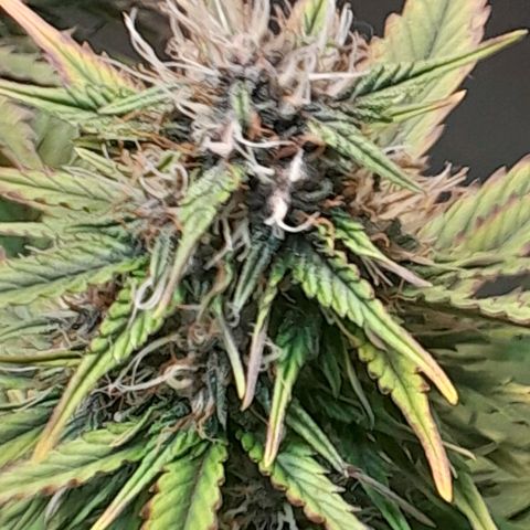 Auto Purple Punch growlog timeline photo