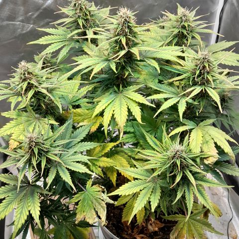 Auto Purple Punch growlog timeline photo