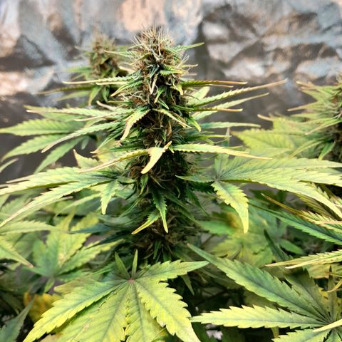 Auto Purple Punch growlog timeline photo