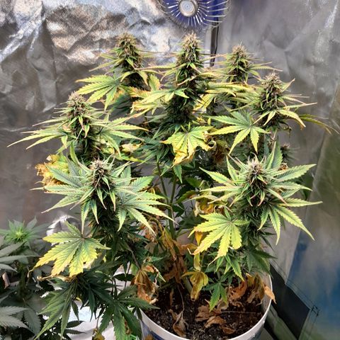 Auto Purple Punch growlog timeline photo