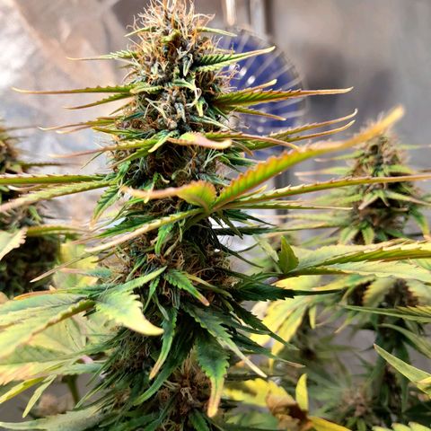 Auto Purple Punch growlog timeline photo