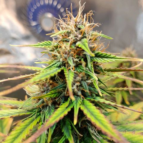 Auto Purple Punch growlog timeline photo