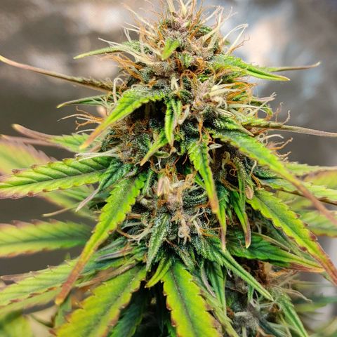 Auto Purple Punch growlog timeline photo