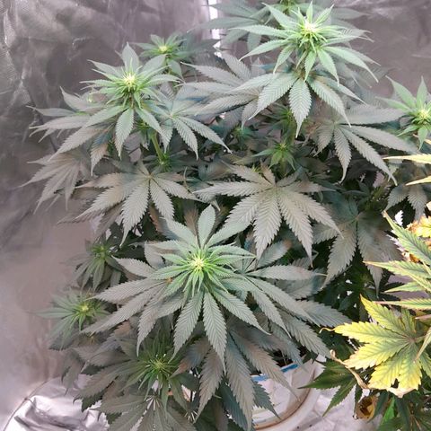  Critical XXL Fast growlog timeline photo