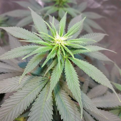  Critical XXL Fast growlog timeline photo