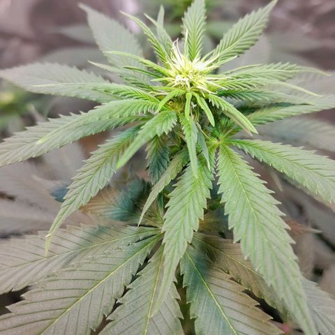  Critical XXL Fast growlog timeline photo