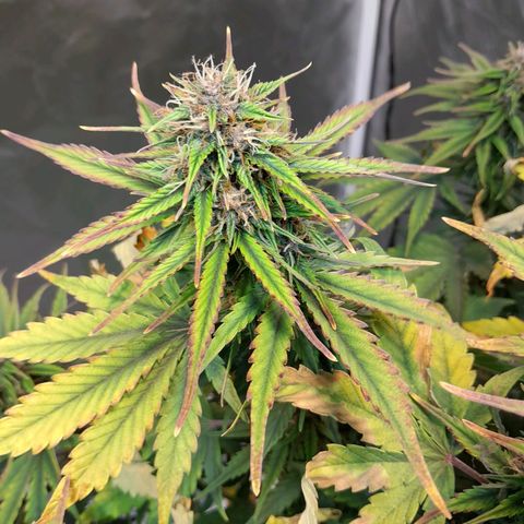 Auto Purple Punch growlog timeline photo