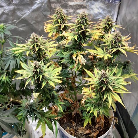 Auto Purple Punch growlog timeline photo
