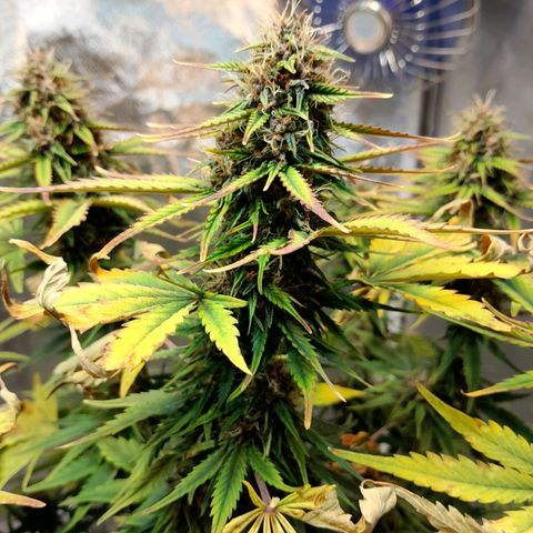 Auto Purple Punch growlog timeline photo