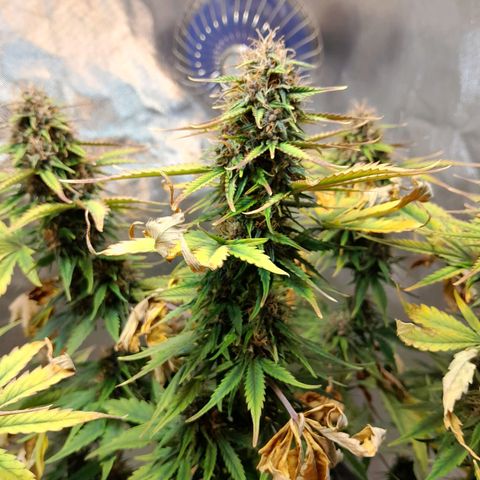 Auto Purple Punch growlog timeline photo