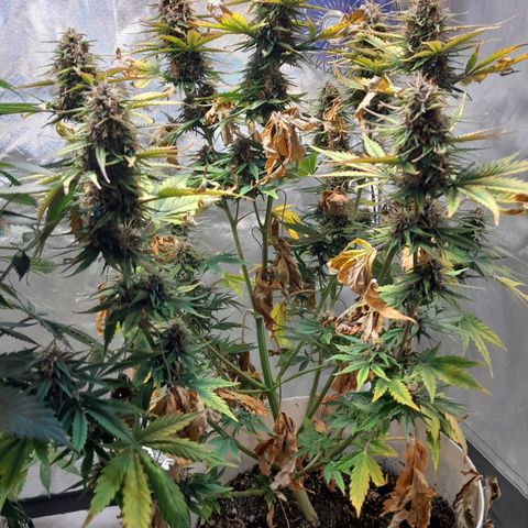 Auto Purple Punch growlog timeline photo