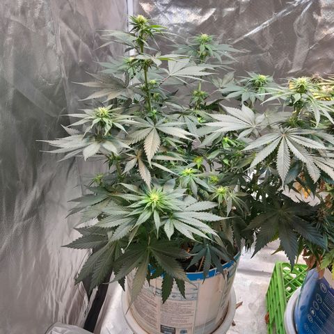  Critical XXL Fast growlog photo: Reconstrucción después de que el blanquito la haya aplastado