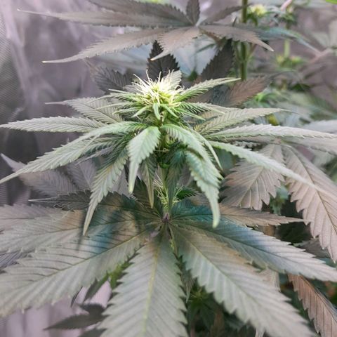  Critical XXL Fast growlog photo: Reconstrucción después de que el blanquito la haya aplastado