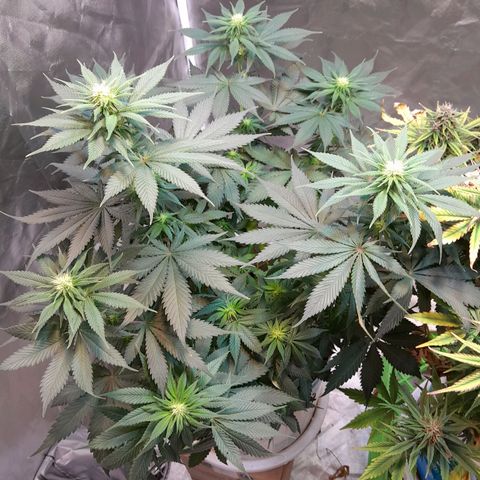  Critical XXL Fast growlog timeline photo