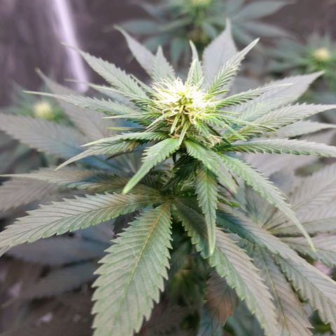  Critical XXL Fast growlog timeline photo