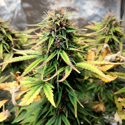 Auto Purple Punch growlog timeline photo