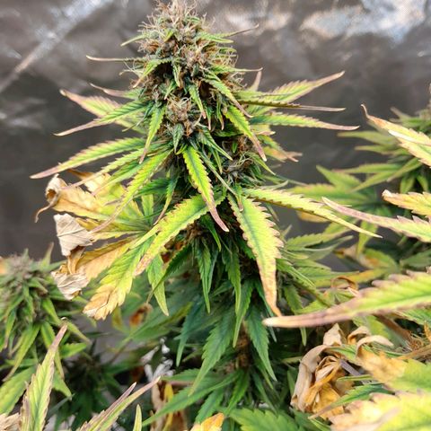 Auto Purple Punch growlog timeline photo