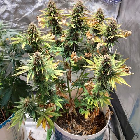 Auto Purple Punch growlog timeline photo