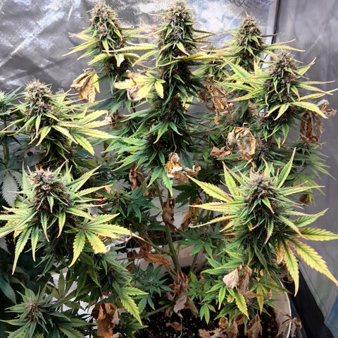Auto Purple Punch growlog timeline photo