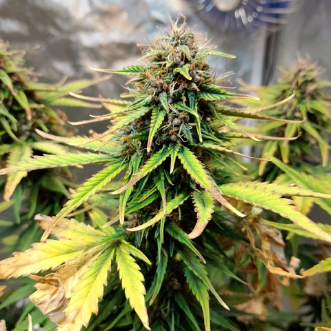 Auto Purple Punch growlog timeline photo